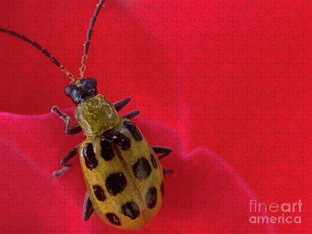 Beetles Cucumber Jigsaw Puzzle featuring the photograph Cucumber Beetle 2 by Catherine Wilson