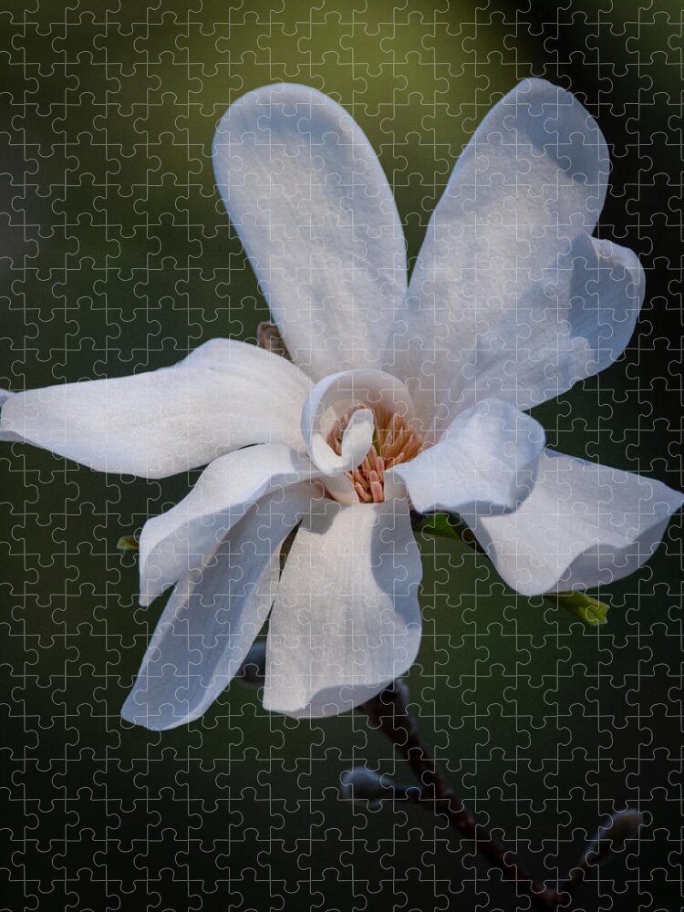 Magnolia Jigsaw Puzzle featuring the photograph Curl by Linda Bonaccorsi