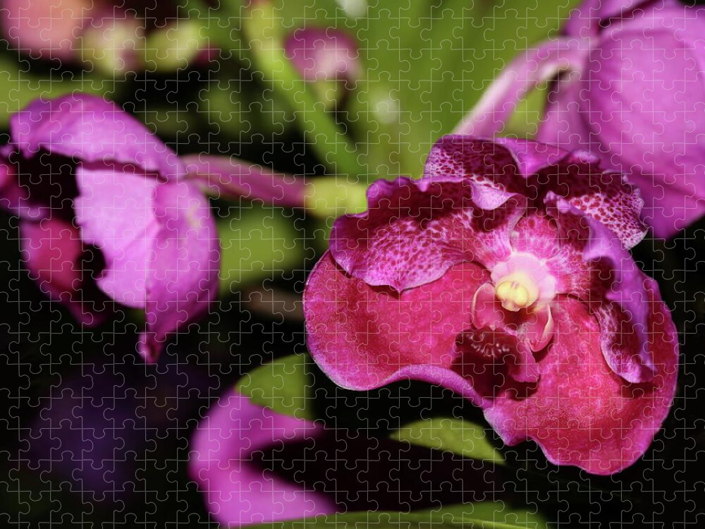 Orchid Jigsaw Puzzle featuring the photograph Curled Orchids by Mingming Jiang