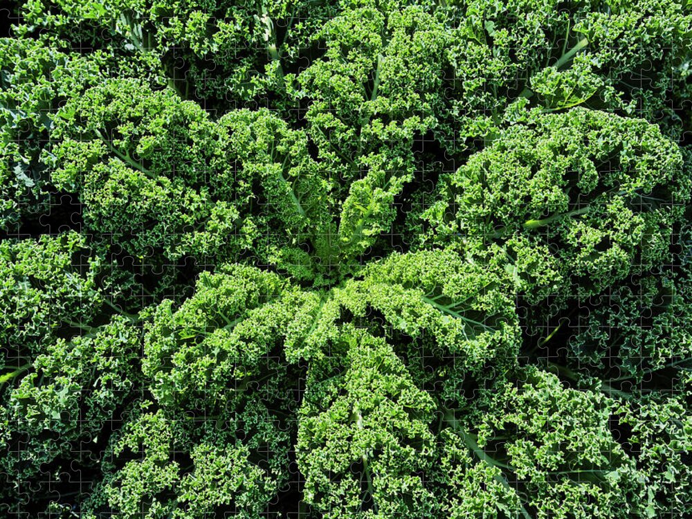 Curly Kale Jigsaw Puzzle featuring the photograph Curly Kale by Maria Meester