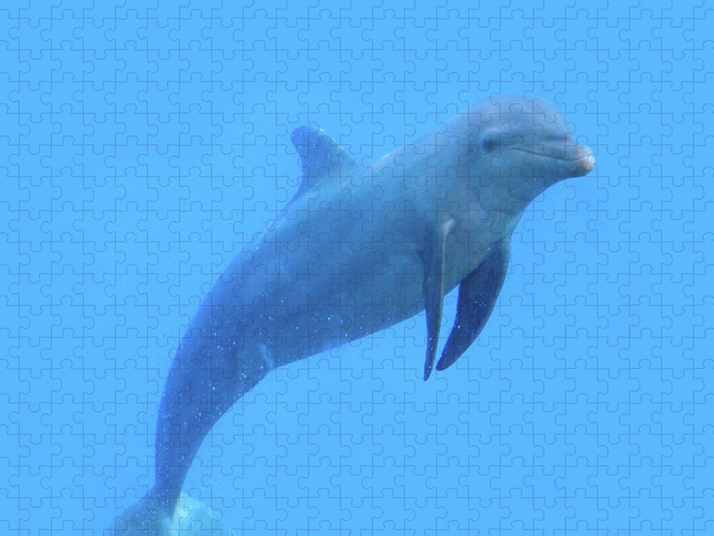 Canada Jigsaw Puzzle featuring the photograph Cute Dolphin by Mary Mikawoz