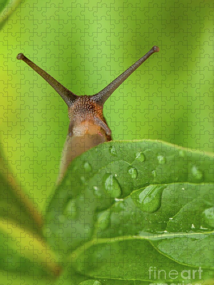 Garden Jigsaw Puzzle featuring the photograph Cute garden snail long tentacles on leaf by Simon Bratt