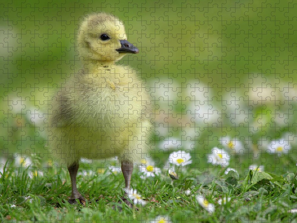 Gosling Jigsaw Puzzle featuring the photograph Cute Gosling by Gareth Parkes