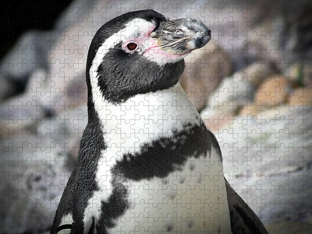 Penguin Jigsaw Puzzle featuring the photograph Cute Penguin by Michelle Wittensoldner