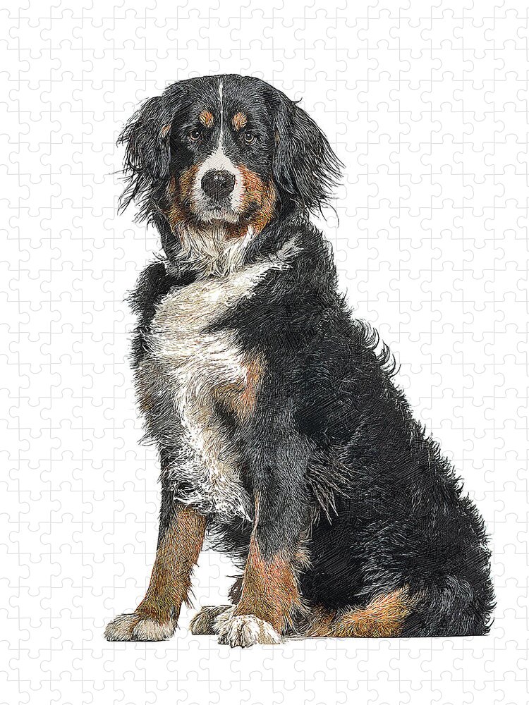 Bernese Mountain Jigsaw Puzzle featuring the painting Cutest, Bernese Mountain Dog by Custom Pet Portrait Art Studio