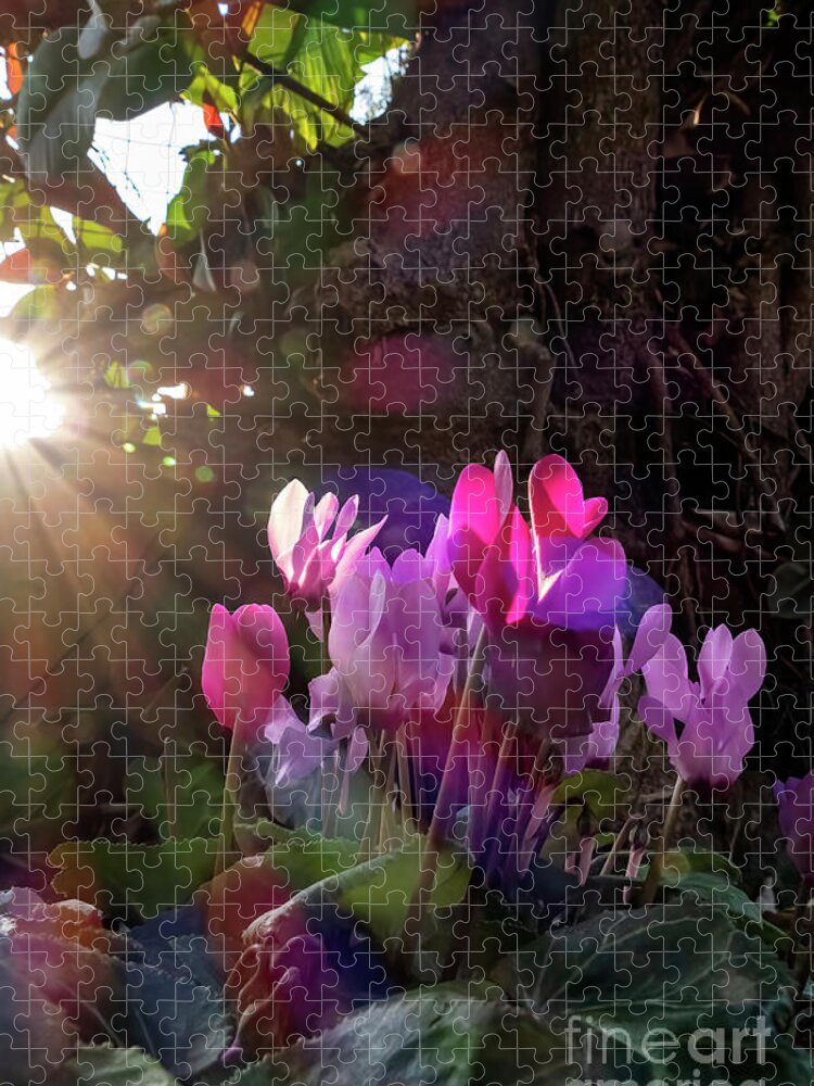 Cyclamen Jigsaw Puzzle featuring the photograph Cyclamen in the light . by Arik Baltinester
