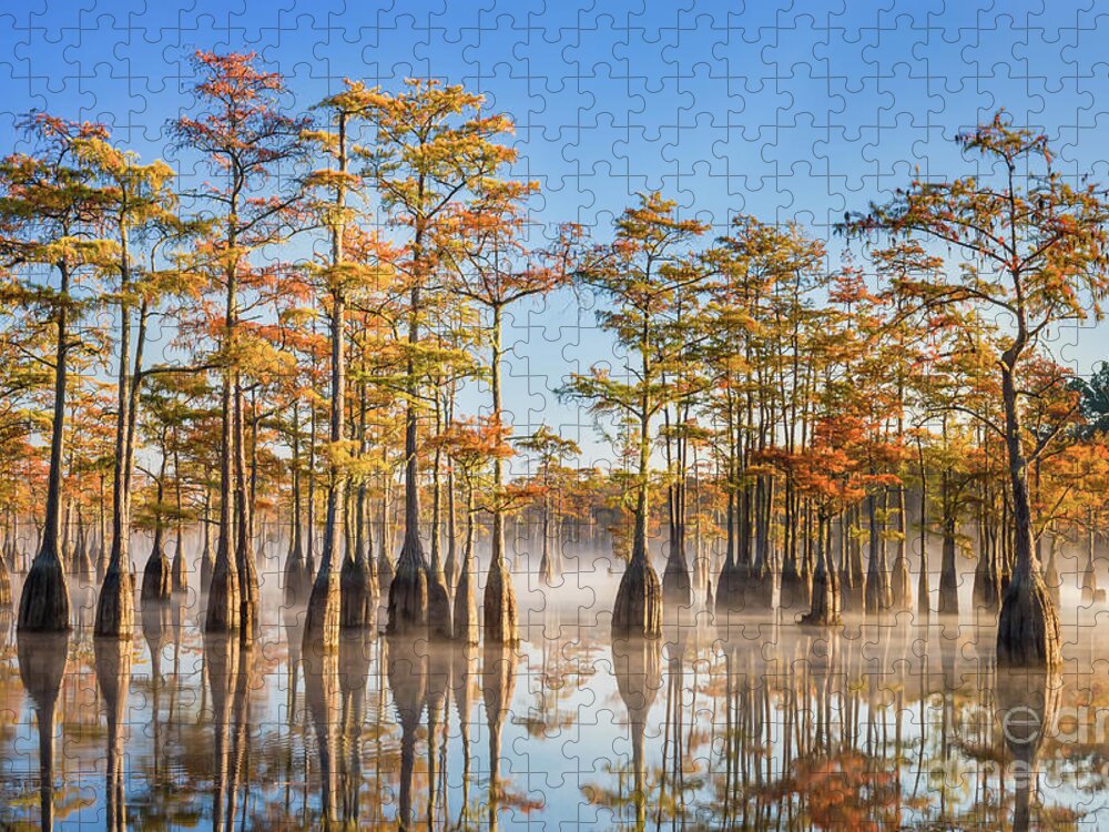 Cypress Trees Jigsaw Puzzle featuring the photograph Cypress in the Mist by Maria Struss Photography