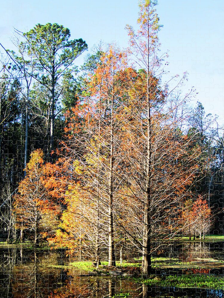Cypress Jigsaw Puzzle featuring the photograph Cypress Tree in the Swamp in Fall Foliage by Bob Decker