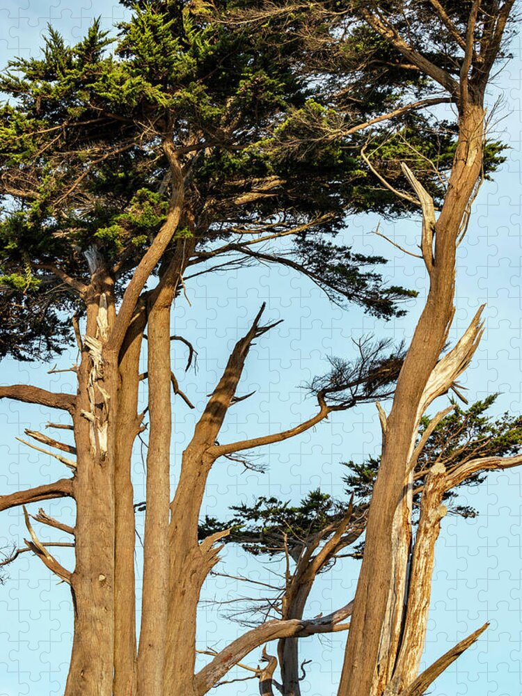 Cypress Trees Jigsaw Puzzle featuring the photograph Cypress Trees at Battery LIghthouse by Cathy Anderson