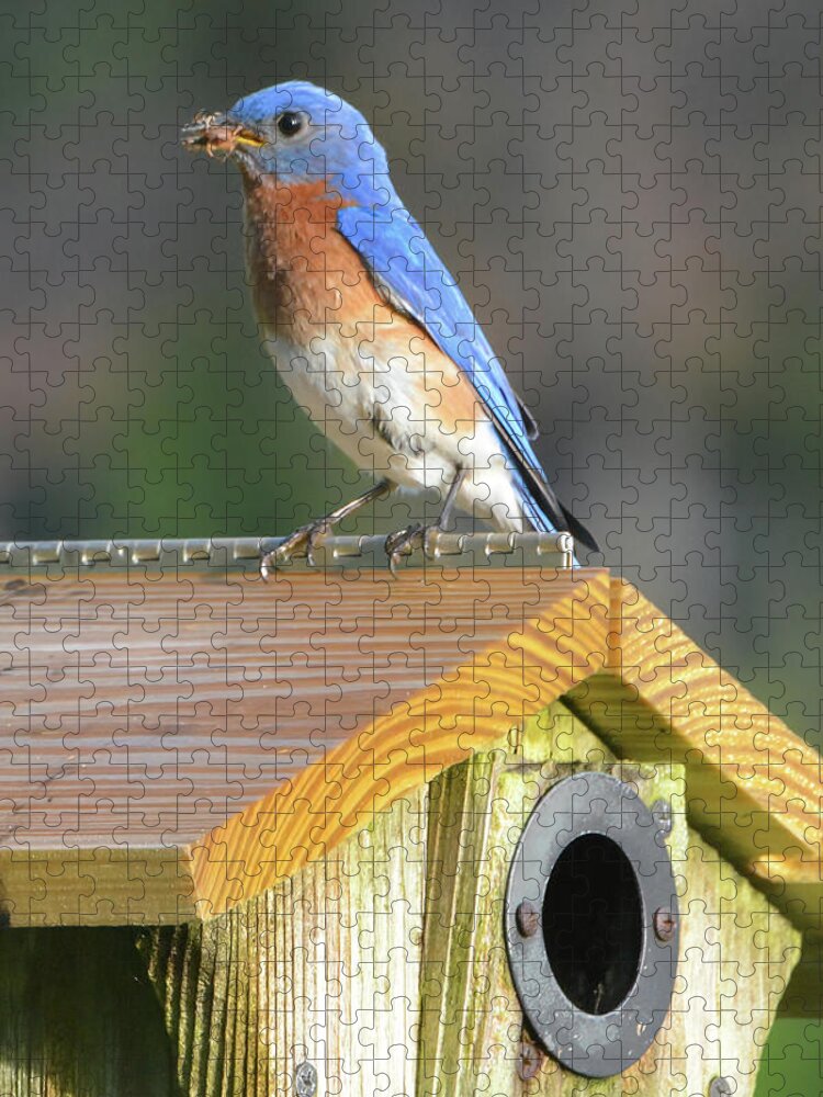 Bluebird Jigsaw Puzzle featuring the photograph Dad Brings Breakfast by Jerry Griffin