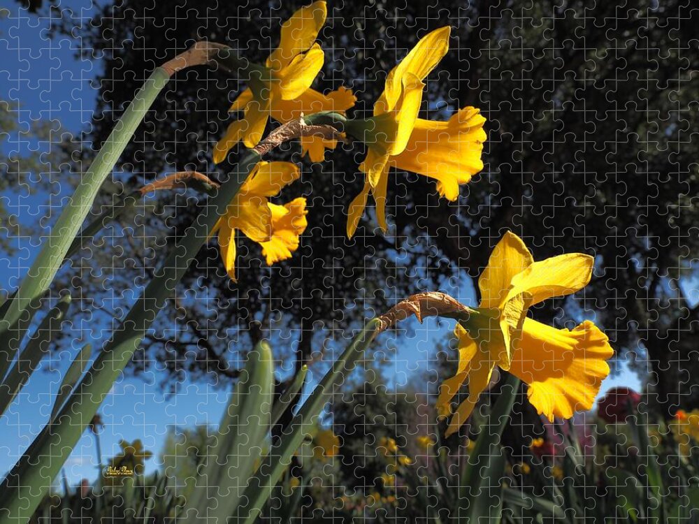  Spring Jigsaw Puzzle featuring the photograph Daffodil Yellow by Richard Thomas