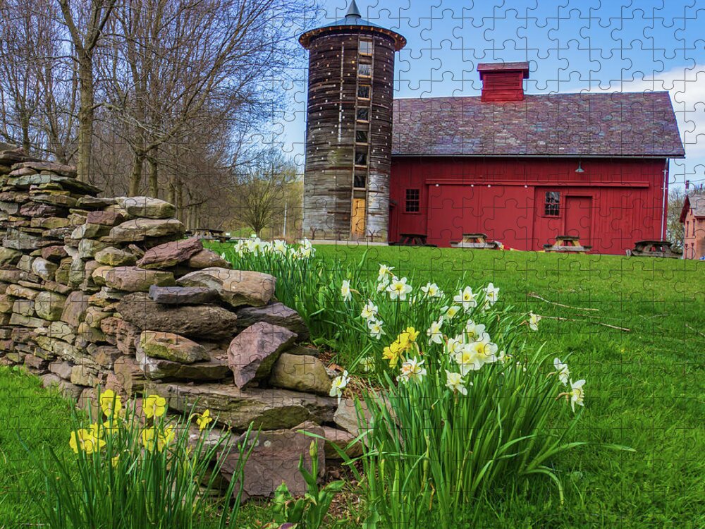 Farm Jigsaw Puzzle featuring the photograph daffodils springtime on Vermont farm by Ann Moore