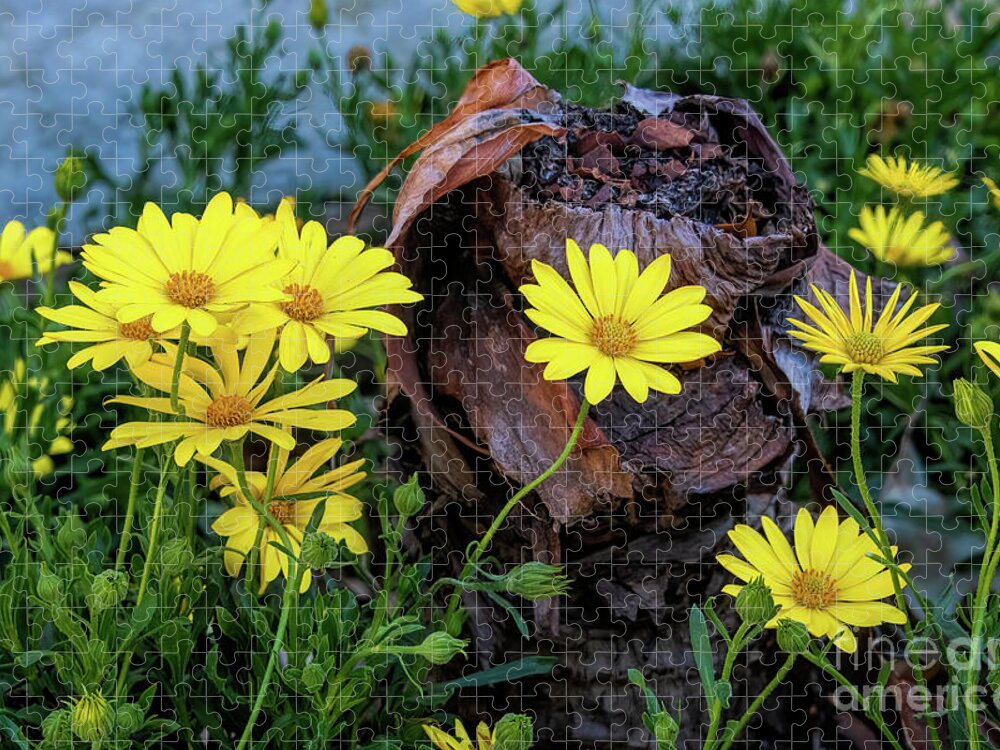 Dahlberg Jigsaw Puzzle featuring the photograph Dahlberg Daisies and Dormant Stomp by Diana Mary Sharpton