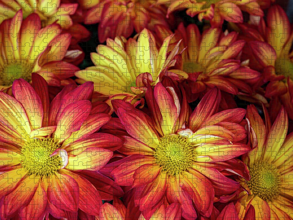 Daisy Mum Jigsaw Puzzle featuring the photograph Daisy Mums by Jerry Connally