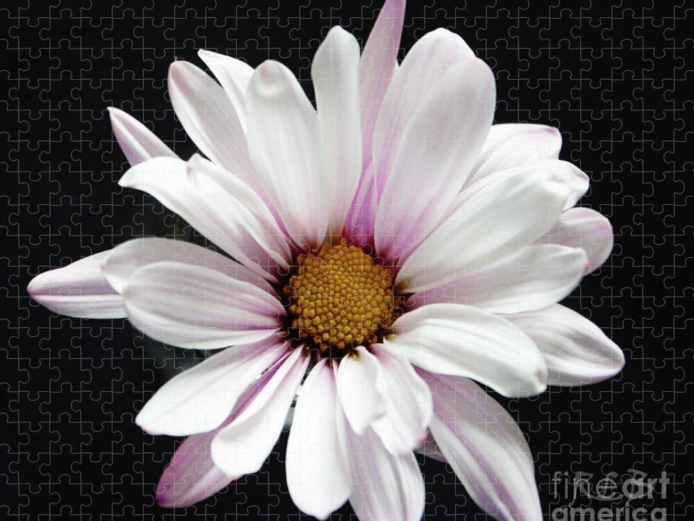 Daisy Jigsaw Puzzle featuring the photograph Daisy of the Day by Rita Brown