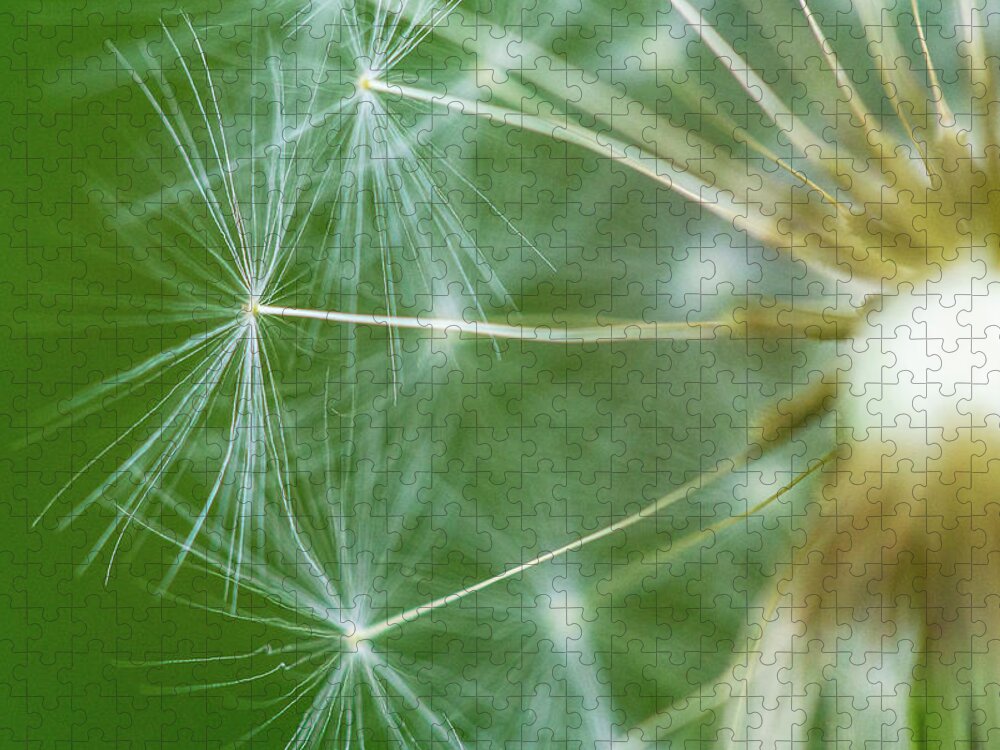 Dandelion Jigsaw Puzzle featuring the photograph Dandelion by David Morehead