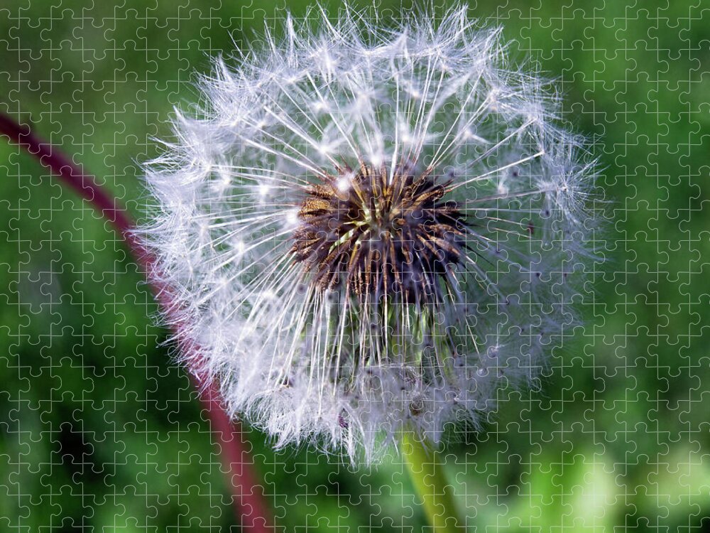 Beautiful Jigsaw Puzzle featuring the photograph Dandelion On Green by David Desautel