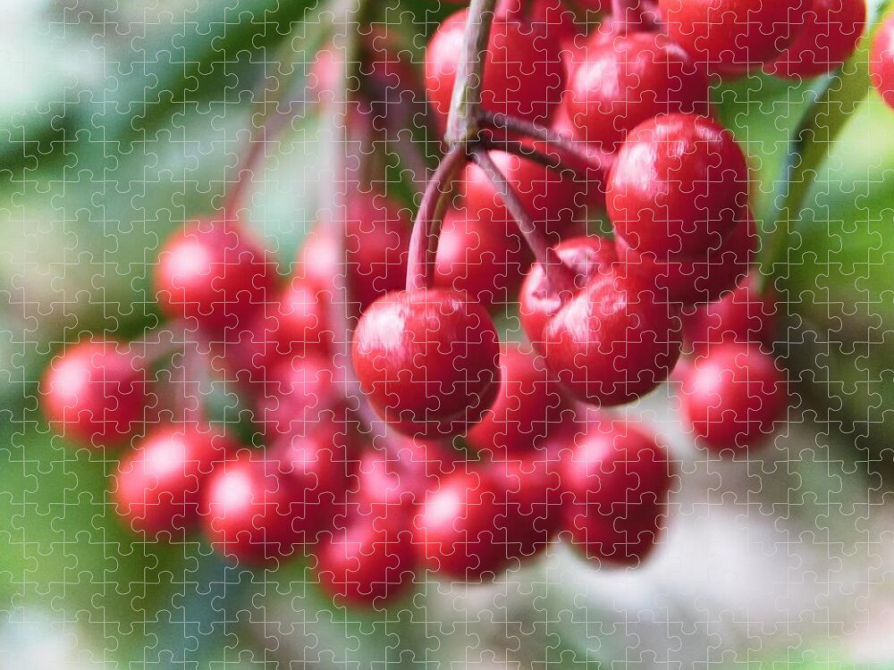  Jigsaw Puzzle featuring the photograph Dangling Berries by Gena Herro