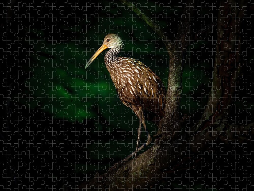 Limpkin Jigsaw Puzzle featuring the photograph Dark Forest Limpkin by Mark Andrew Thomas