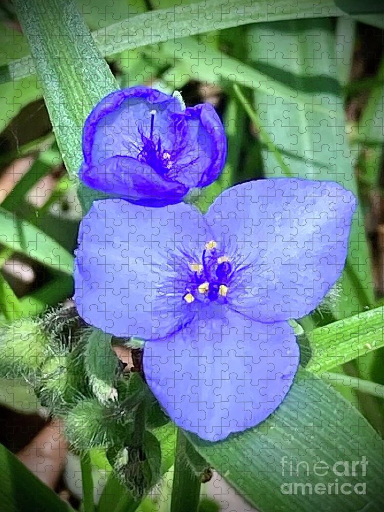 Tradescantia Jigsaw Puzzle featuring the photograph Day 132 Pretty Violet Wild Flowers by Donna Mibus