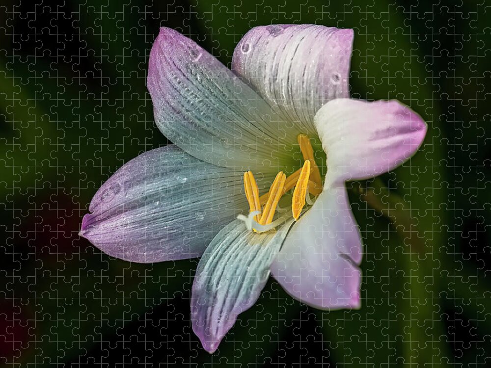  Jigsaw Puzzle featuring the photograph Day Lilly by Lou Novick