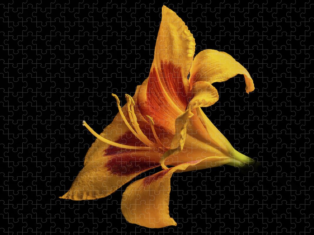 Hemerocallis Fulva Jigsaw Puzzle featuring the photograph Daylily at Night by Kevin Suttlehan