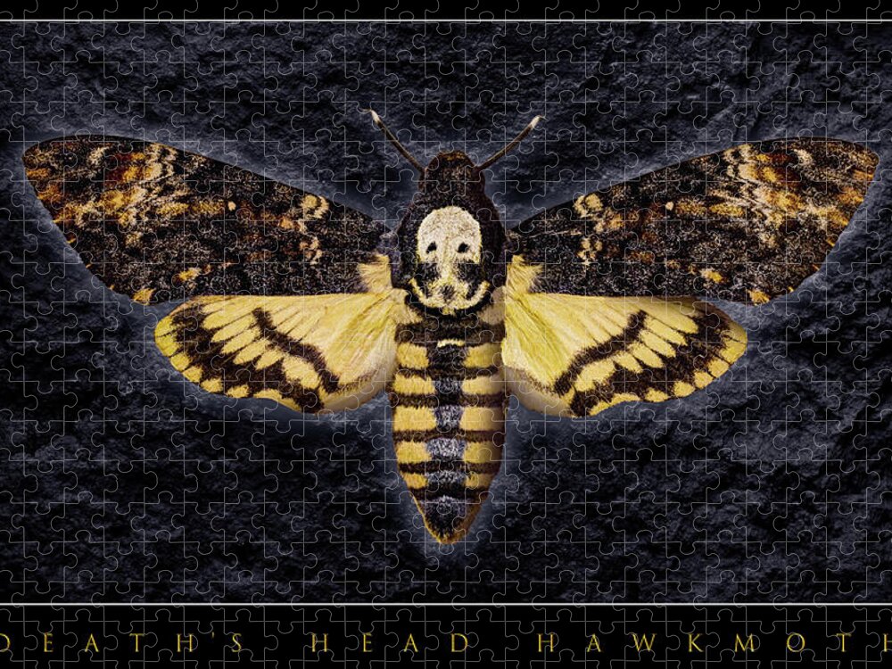 Death's-head Hawkmoth Jigsaw Puzzle featuring the photograph Deaths Head Hawk Moth Framed Version by Weston Westmoreland