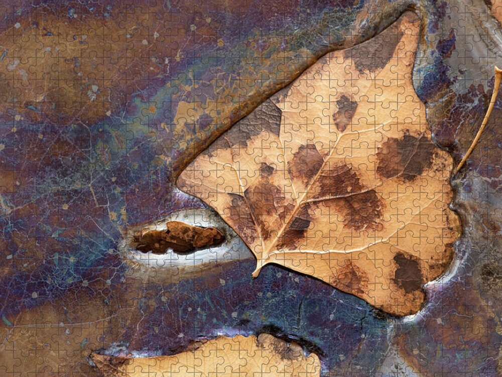Leaves Jigsaw Puzzle featuring the photograph Decomposition by Deborah Hughes