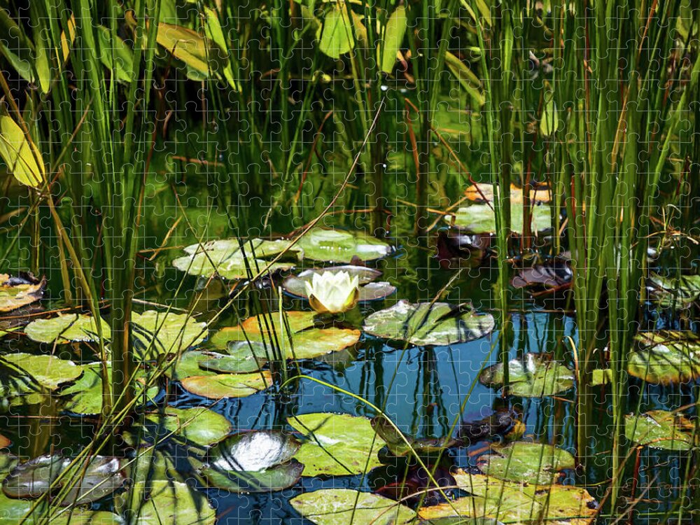 Water Lily Jigsaw Puzzle featuring the photograph Deep in the Lily Pond by Bonnie Follett