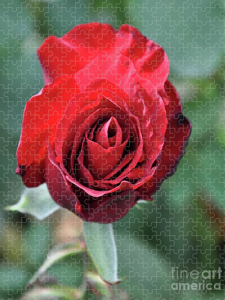 Red-rose Jigsaw Puzzle featuring the digital art Deep Red Rose Bloom by Kirt Tisdale