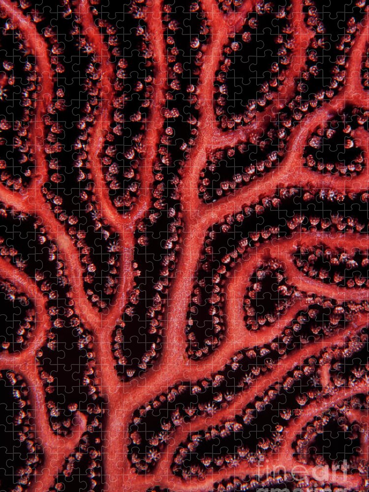 Underwater Abstracts Jigsaw Puzzle featuring the photograph Deep Water Sea Fan detail CO8130 by Mark Graf