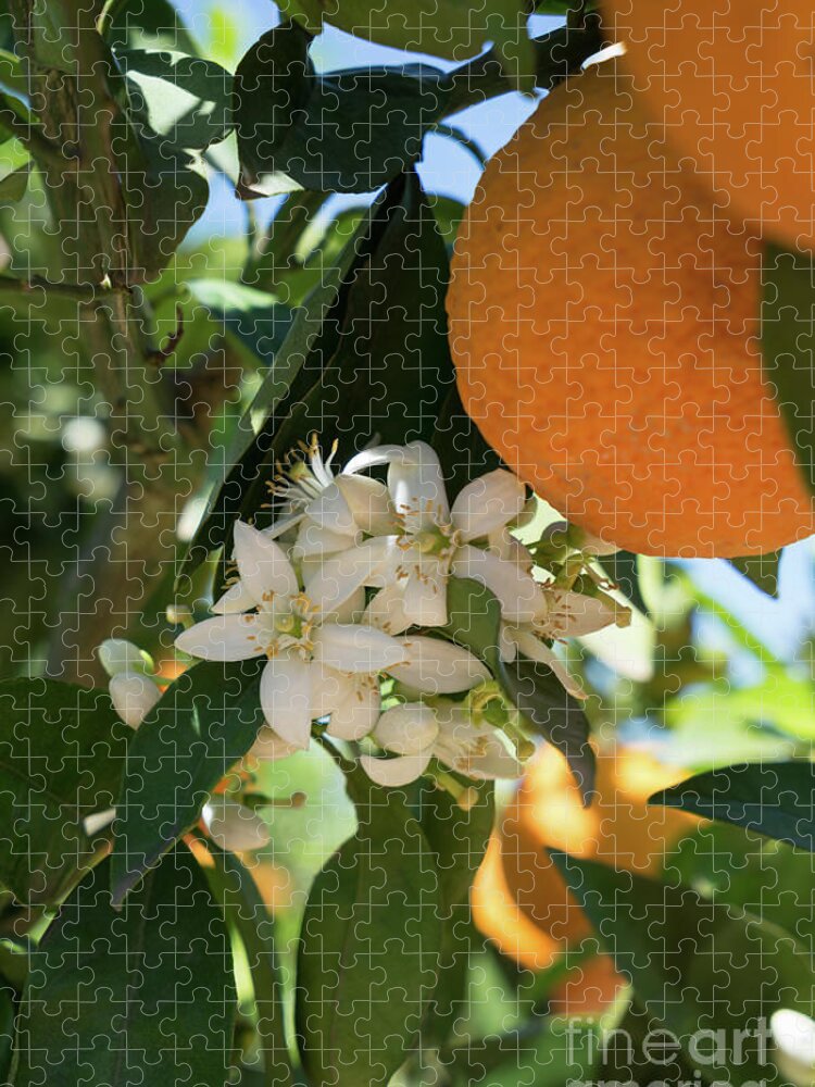 Orange Blossom Jigsaw Puzzle featuring the photograph White orange blossoms and ripe fruits, orange blossom in Spain by Adriana Mueller