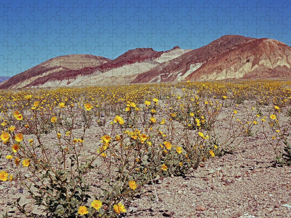Tom Daniel Jigsaw Puzzle featuring the photograph Desert Gold Super Bloom by Tom Daniel