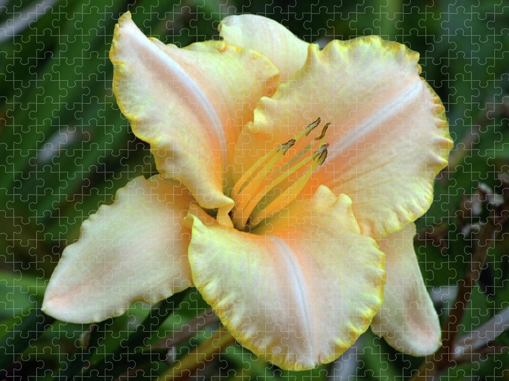 Daylily Jigsaw Puzzle featuring the photograph Desirable Daylily. by Terence Davis