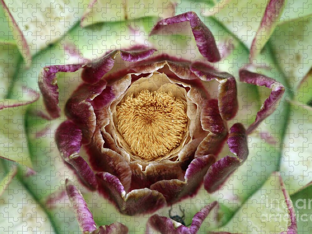 Houseleek Jigsaw Puzzle featuring the photograph Detail of the flowering houseleek by Michal Boubin