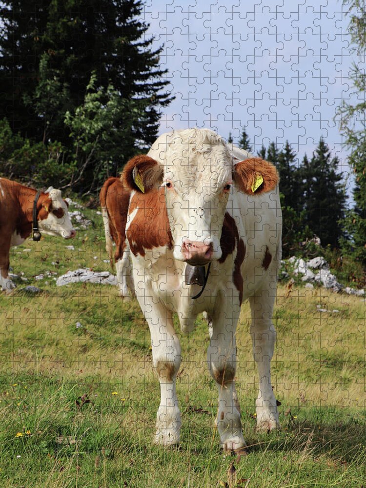 Hochkar Jigsaw Puzzle featuring the photograph Detail on Pinzgauer cattle cow on meadows in the Austrian Alps. beautiful brown and white organizes the freshest grass without harmful substances. Hochkar mountain, Austria by Vaclav Sonnek