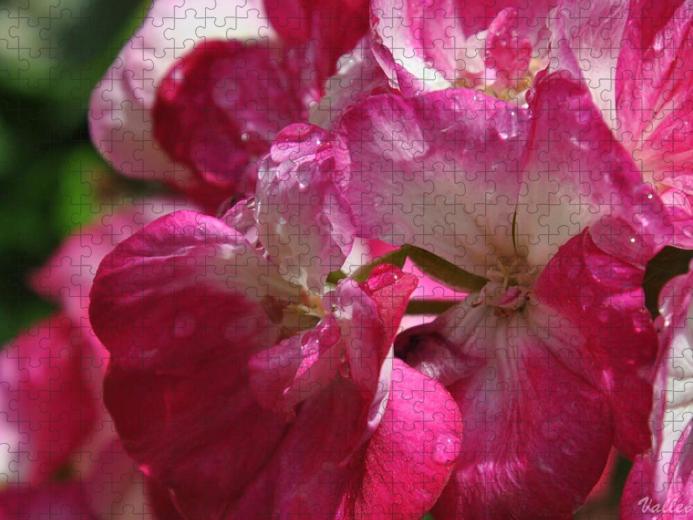 Dew Jigsaw Puzzle featuring the photograph Dew Drops by Vallee Johnson