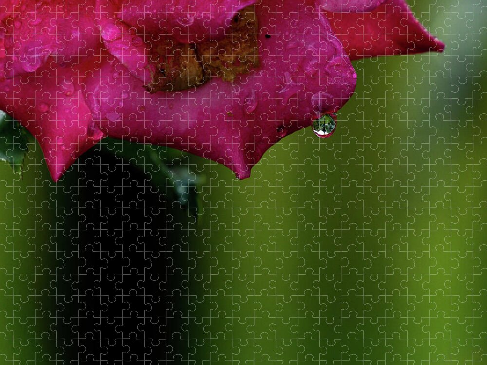 Rose Jigsaw Puzzle featuring the photograph Dew on the Rose by Jeff Ammons