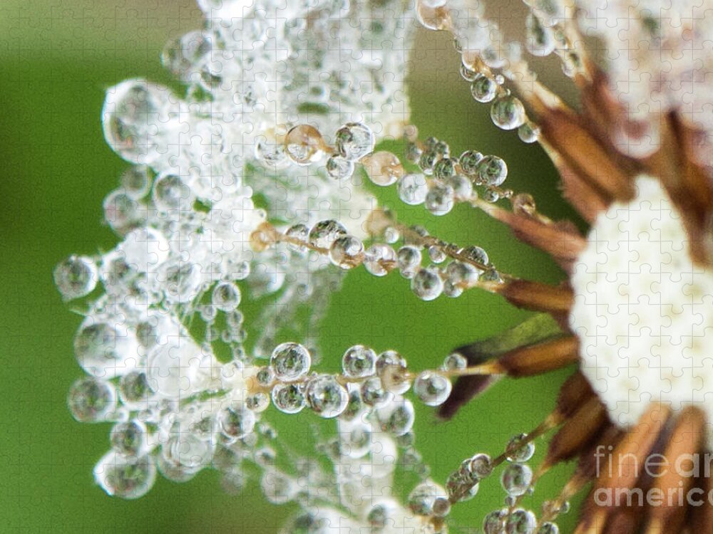 Closeup Jigsaw Puzzle featuring the photograph Dewy Diamond Dandelion 3 of 12 by Cheryl McClure