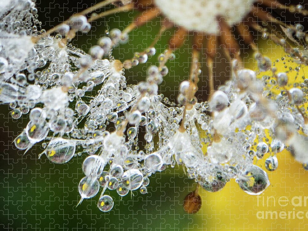 Closeup Jigsaw Puzzle featuring the photograph Dewy Diamond Dandelion 6 of 12 by Cheryl McClure