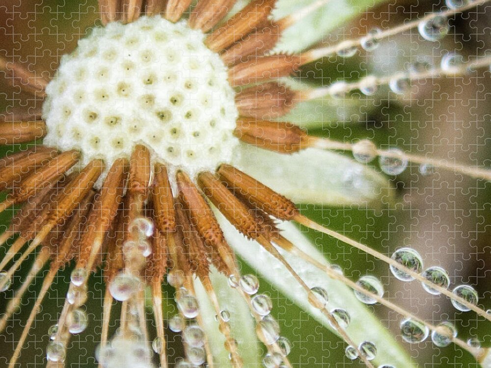 Closeup Jigsaw Puzzle featuring the photograph Dewy Diamond Dandelion 8 of 12 by Cheryl McClure