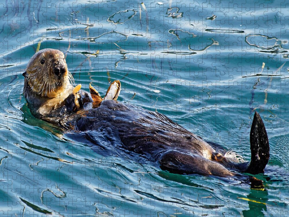 Kj Swan Aquatic Animals Jigsaw Puzzle featuring the photograph Dining Al Fresco - Sea Otter by KJ Swan