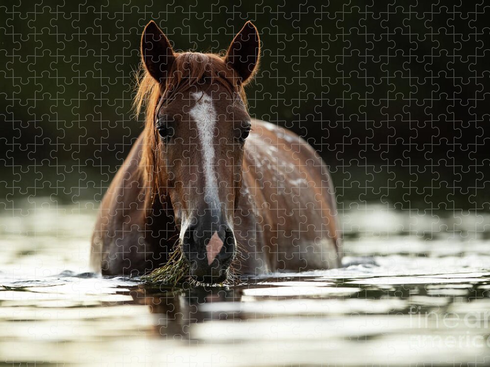 Salt River Wild Horses Jigsaw Puzzle featuring the photograph Dinner Time by Shannon Hastings