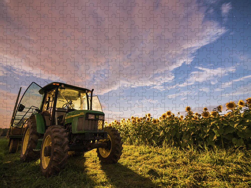 Sunflower Field Jigsaw Puzzle featuring the photograph Do Sunflowers Sleep by Kristopher Schoenleber