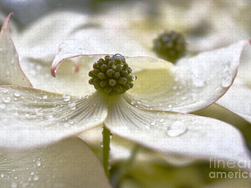 Kousa Dogwood Jigsaw Puzzle featuring the photograph Dogwood Delicate Raindrops by Debra Banks