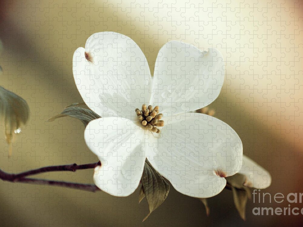 Dogwood; Dogwood Blossom; Blossom; Flower; Vintage; Macro; Close Up; Petals; Green; White; Calm; Horizontal; Leaves; Tree; Branches Jigsaw Puzzle featuring the photograph Dogwood in Autumn Hues by Tina Uihlein