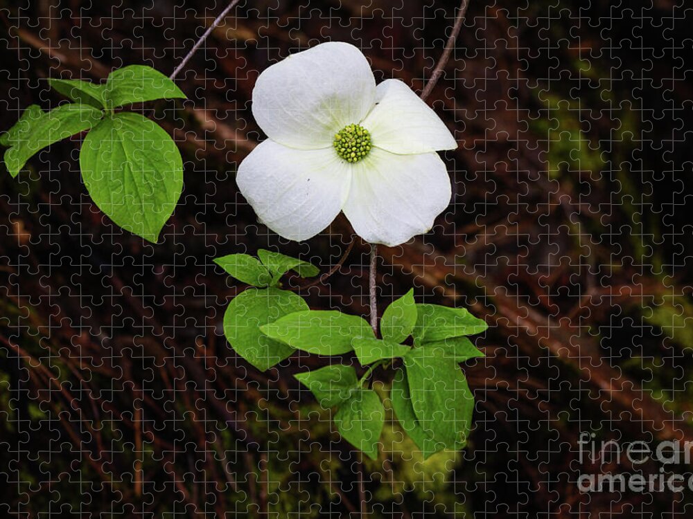  Jigsaw Puzzle featuring the photograph Dogwood by Vincent Bonafede