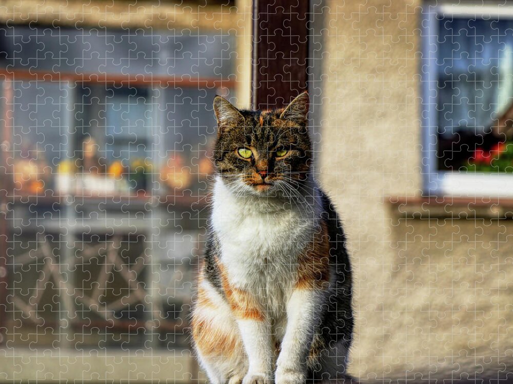 Liza Jigsaw Puzzle featuring the photograph Domestic stylish kitten sitting in the corner. Plump cat watchs some move in garden. Intelligent cute cat. Interesting cat face. Serious Felis catus by Vaclav Sonnek