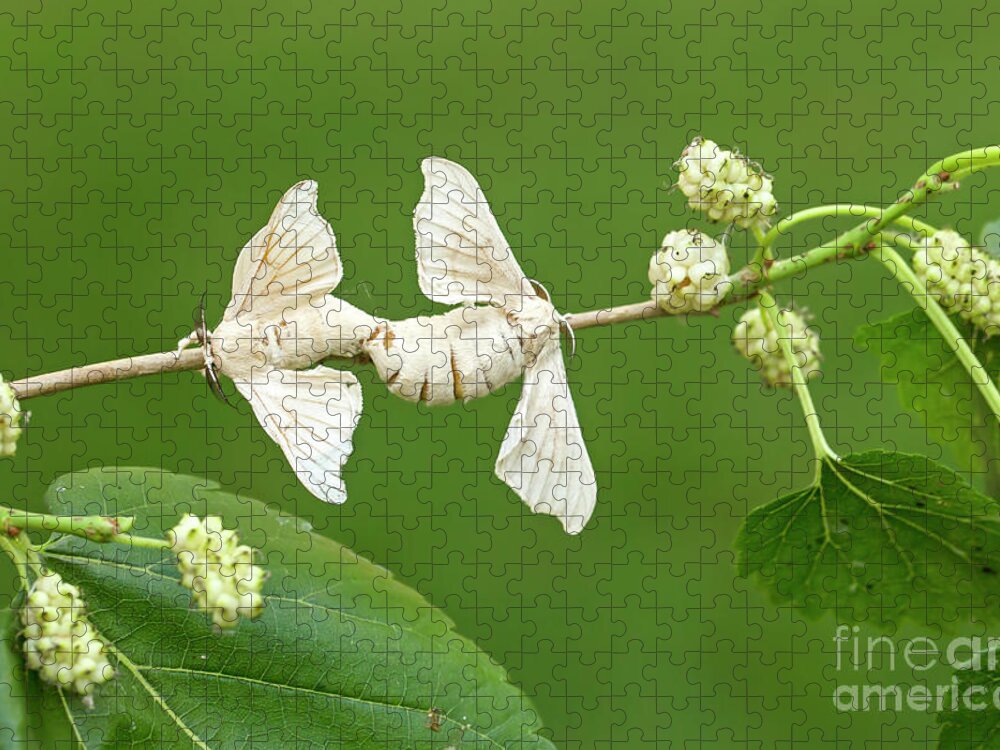 Mating Jigsaw Puzzle featuring the photograph domesticated Silkmoth on mulberry branch v1 by Alon Meir