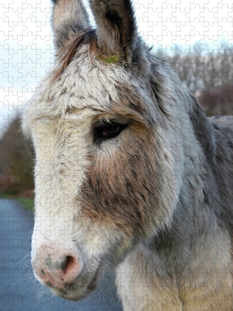 Donkey Jigsaw Puzzle featuring the photograph Donkey portrait Wareham Dorset by Loren Dowding